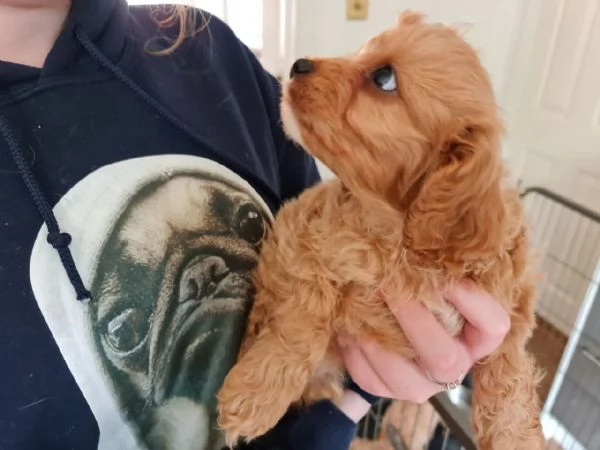 Cuccioli di  Cavoodle  | Foto 0
