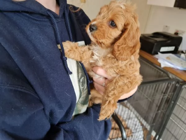 Cuccioli di  Cavoodle 