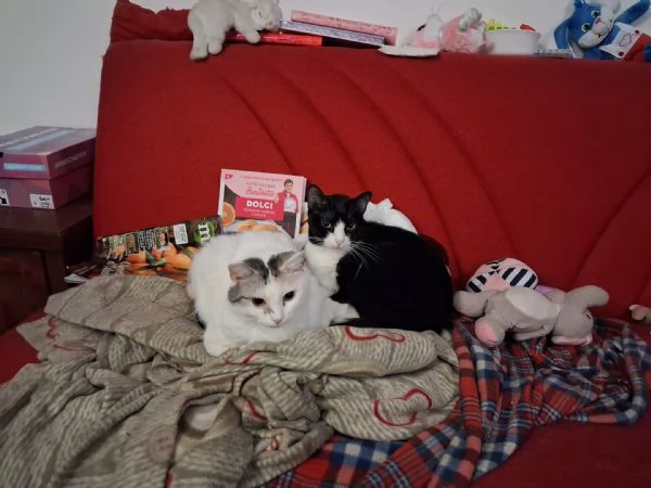 Adozione per Stella e Duchessa due gattine inseparabili