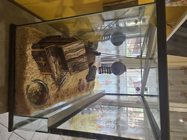 Coppia minighiro africano con teca | Foto 6