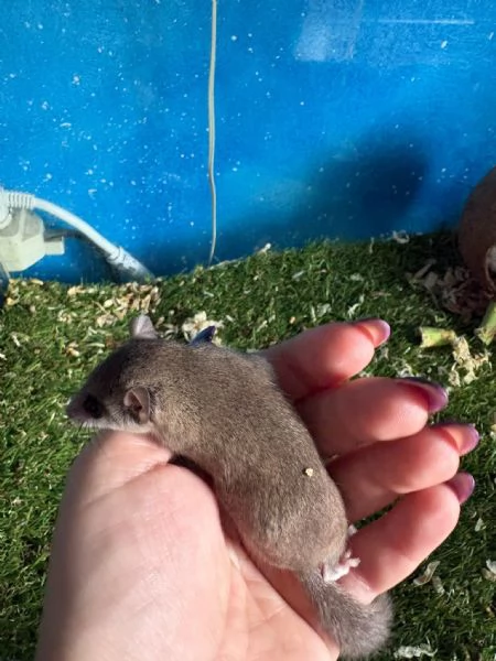 Coppia minighiro africano con teca | Foto 4