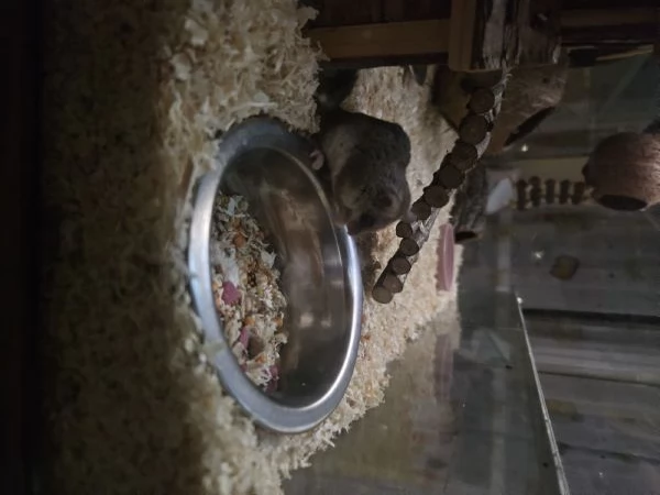 Coppia minighiro africano con teca | Foto 2