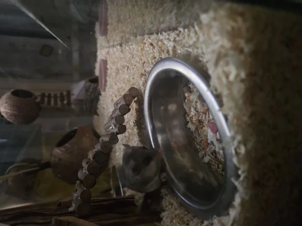 Coppia minighiro africano con teca | Foto 1