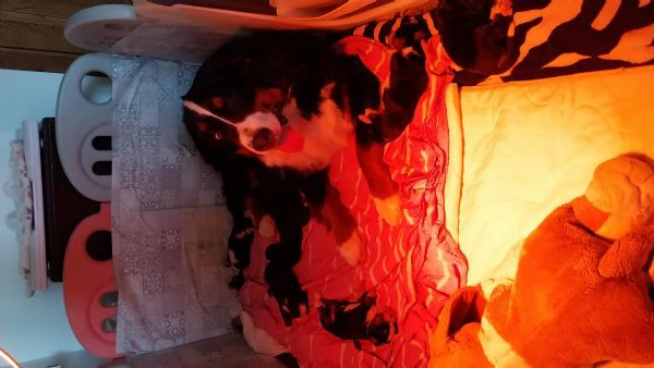 Cuccioli di bovaro del bernese