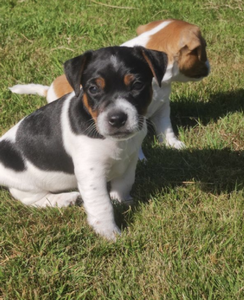  REGALO JACK RUSSEL