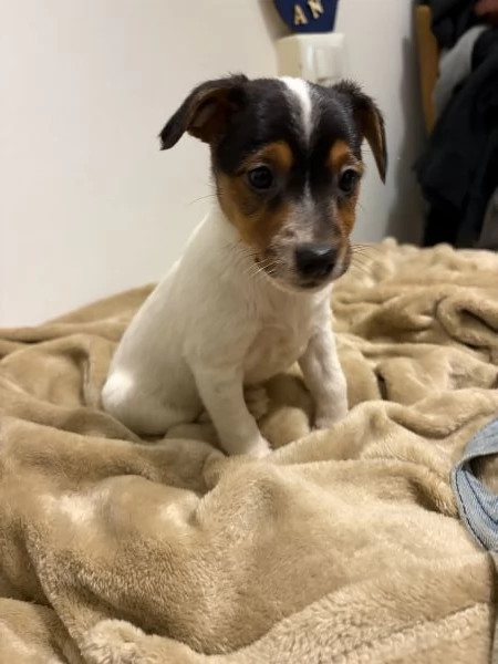 Jack russel | Foto 4