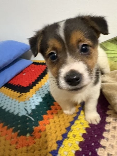 Jack russel | Foto 3