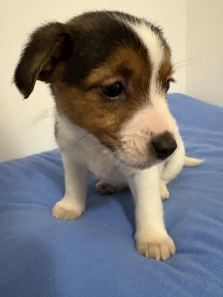 Jack russel | Foto 2