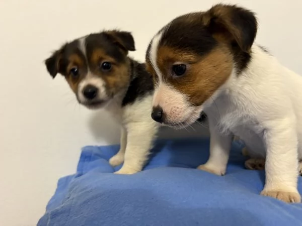 Jack russel | Foto 1