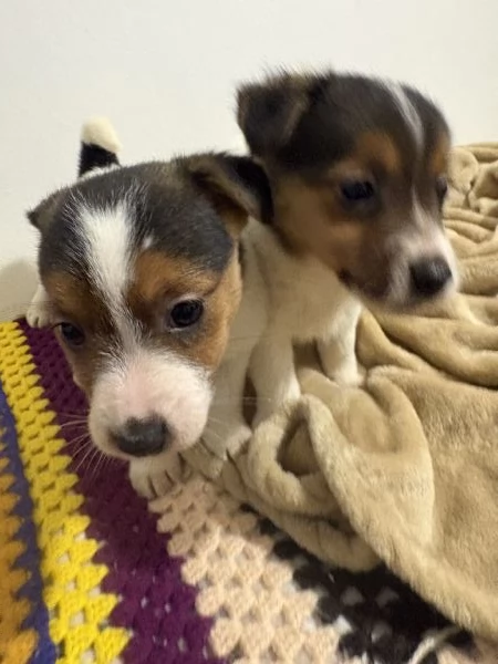 Jack russel | Foto 0