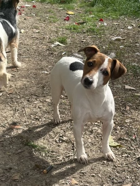 Regalo jack russel maschio 