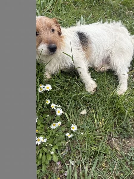 Regalo jack russel maschio  | Foto 0