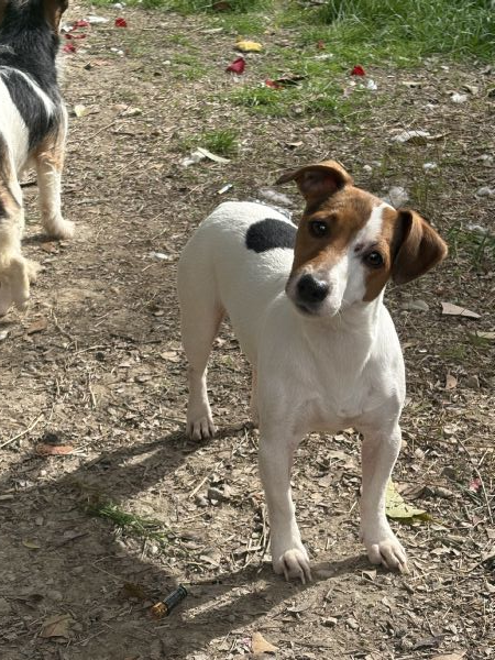Regalo jack russel maschio  | Foto 3