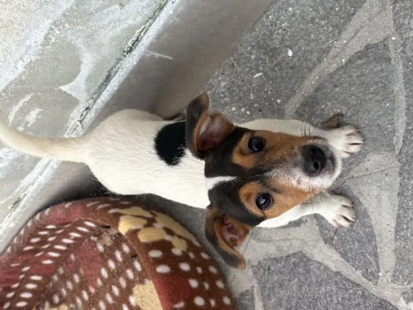 Regalo jack russel maschio  | Foto 2