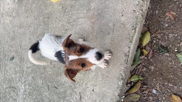 Regalo jack russel maschio  | Foto 1