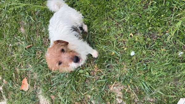 Regalo jack russel maschio  | Foto 0