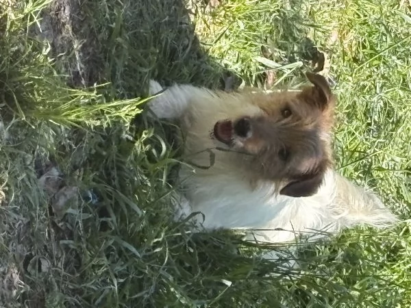 Regalo jack russel due maschi e una femmina  | Foto 3