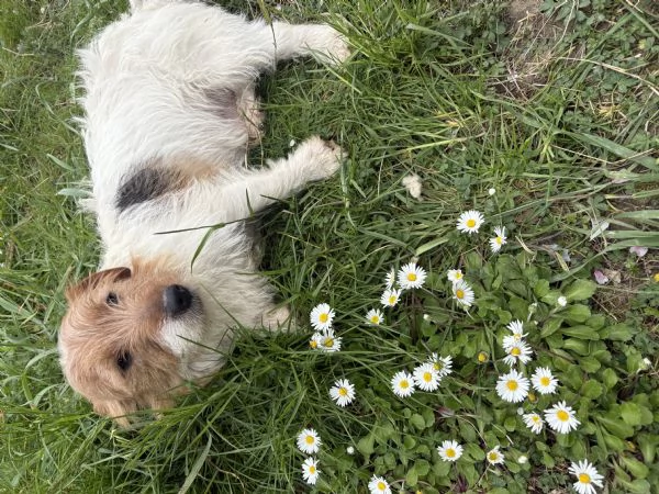 Regalo jack russel due maschi e una femmina  | Foto 2