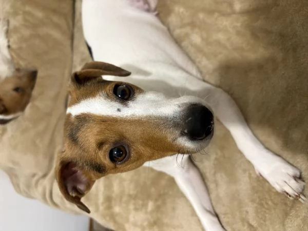 Regalo jack russel due maschi e una femmina 