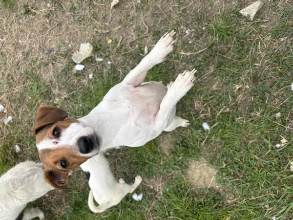 Regalo jack russel due maschi e una femmina  | Foto 1