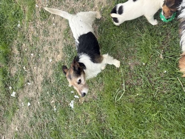 Regalo jack russel due maschi e una femmina  | Foto 0