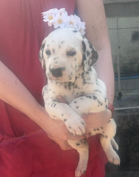 REGALO DALMATA | Foto 0