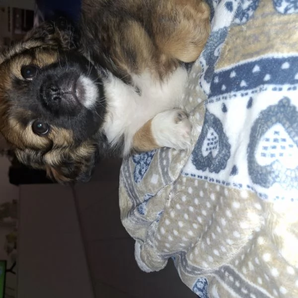 Cucciolo di shitzu | Foto 1