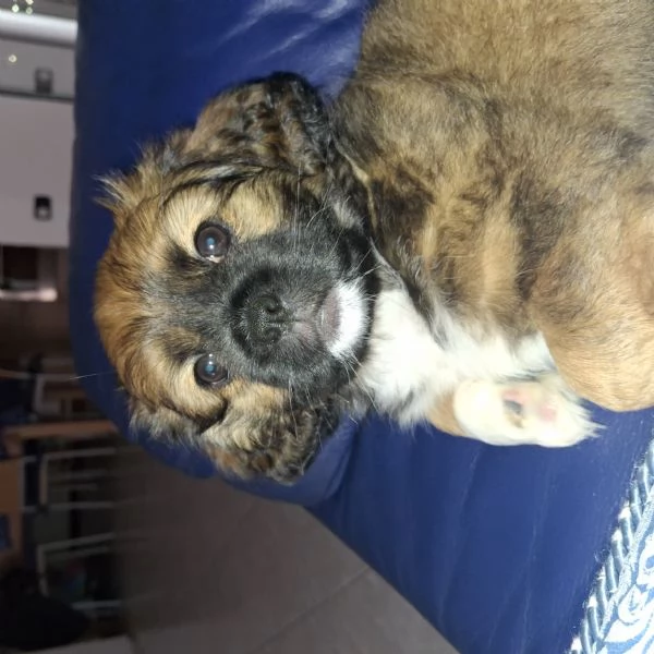 Cucciolo di shitzu | Foto 0