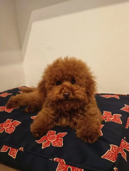 Barboncino Lucky  | Foto 2