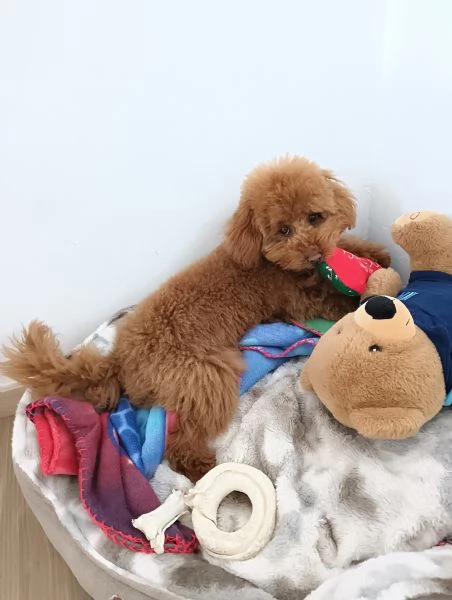 Barboncino Lucky  | Foto 1