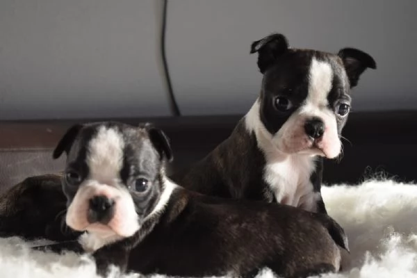 Bellissimi cuccioli di Boston Terrier | Foto 0