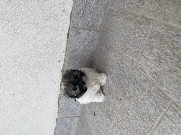 Cuccioli maltipoo | Foto 6