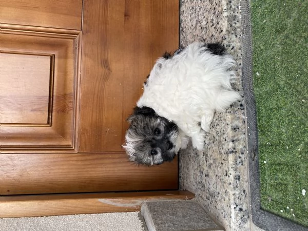 Cuccioli maltipoo | Foto 5