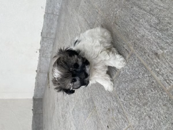 Cuccioli maltipoo | Foto 4