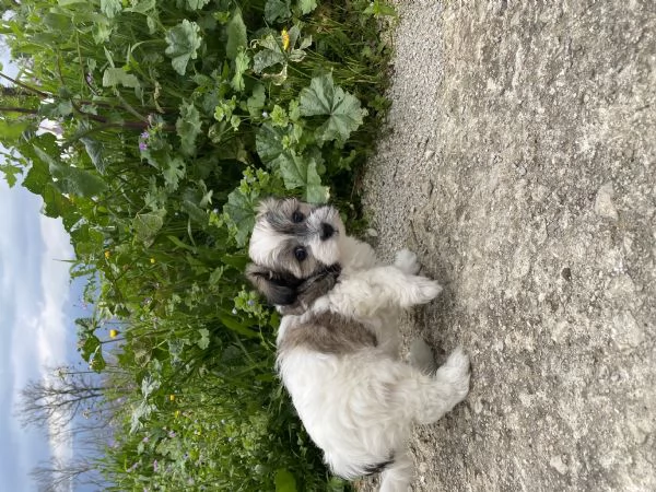 Cuccioli maltipoo | Foto 3