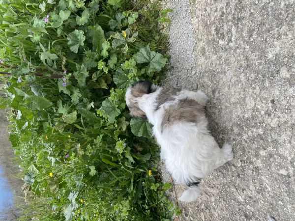 Cuccioli maltipoo | Foto 1