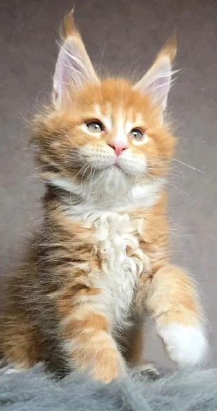 Maine Coon cuccioli pedigree