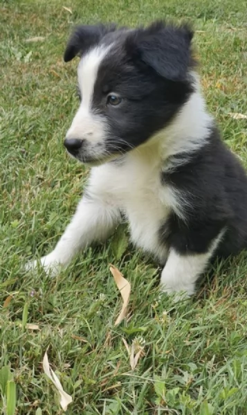   REGALO BORDER COLLIE 