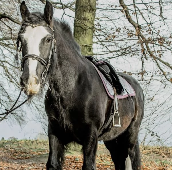 Cavalla Tinker cerca una buona casa | Foto 1