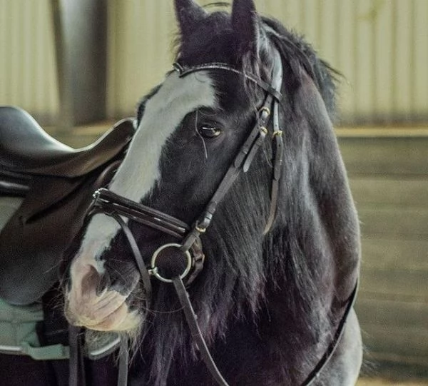 Cavalla Tinker cerca una buona casa | Foto 0