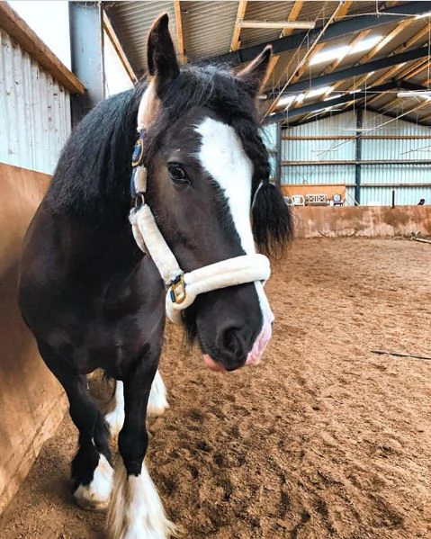 Cavalla Tinker cerca una buona casa