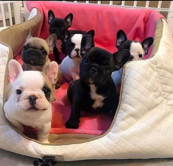 Cuccioli di bulldog francese sani in vendita