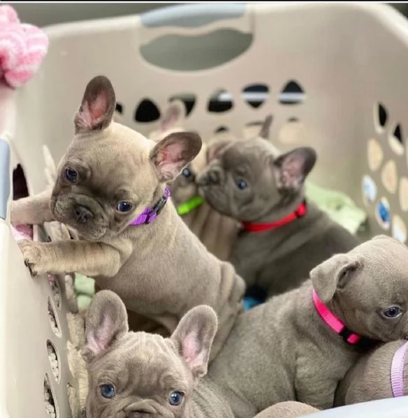 Cuccioli di bulldog francese sani in vendita | Foto 0
