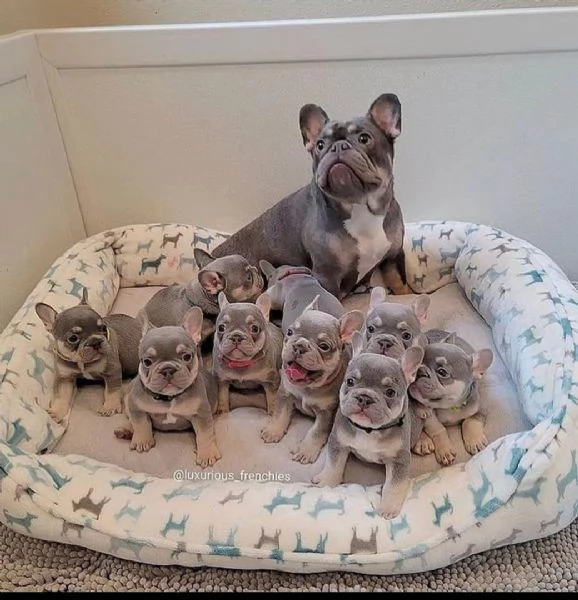 Cuccioli di bulldog francese in vendita | Foto 0