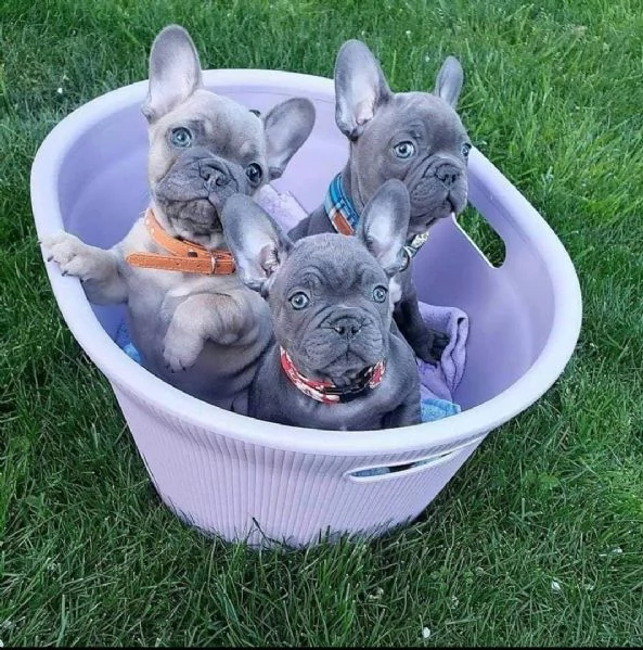 Cuccioli di bulldog francese in vendita