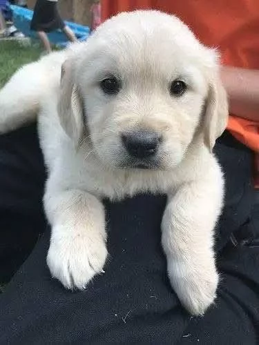 Cuccioli maschi di Golden Retriever
