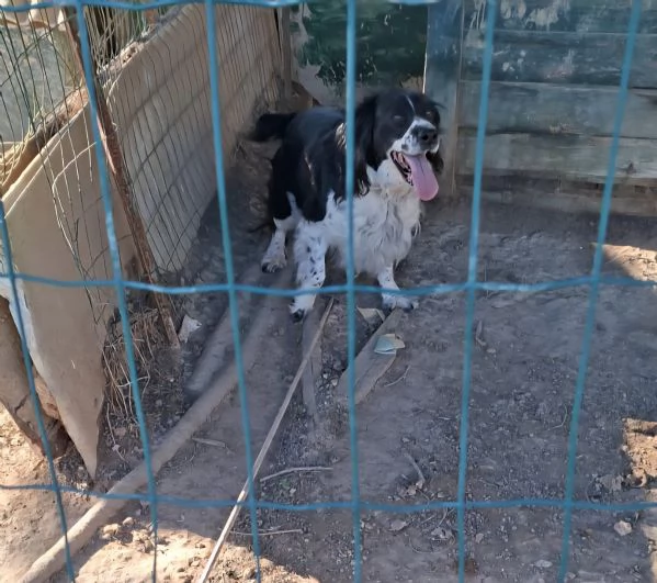 Regalo springer  | Foto 0