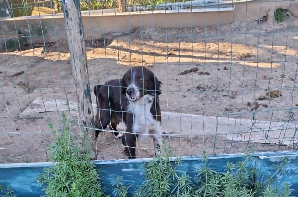 Regalo breton 9 anni | Foto 0