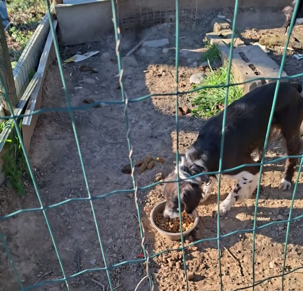 Regalo breton 9 anni