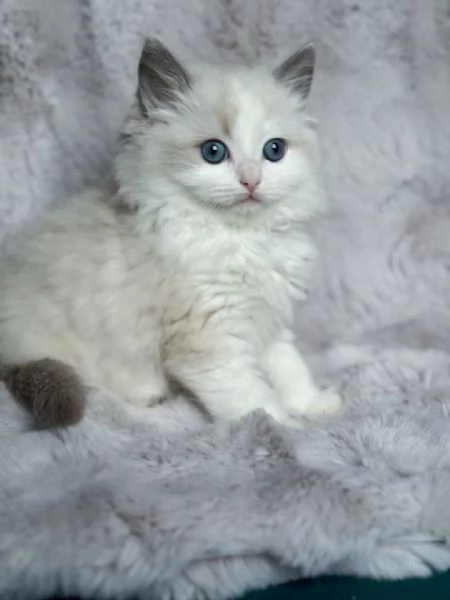 Elegante gattina Ragdoll  Temperamento e bellezza eccezionali